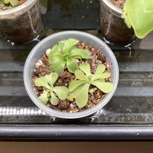 Pinguicula NOID