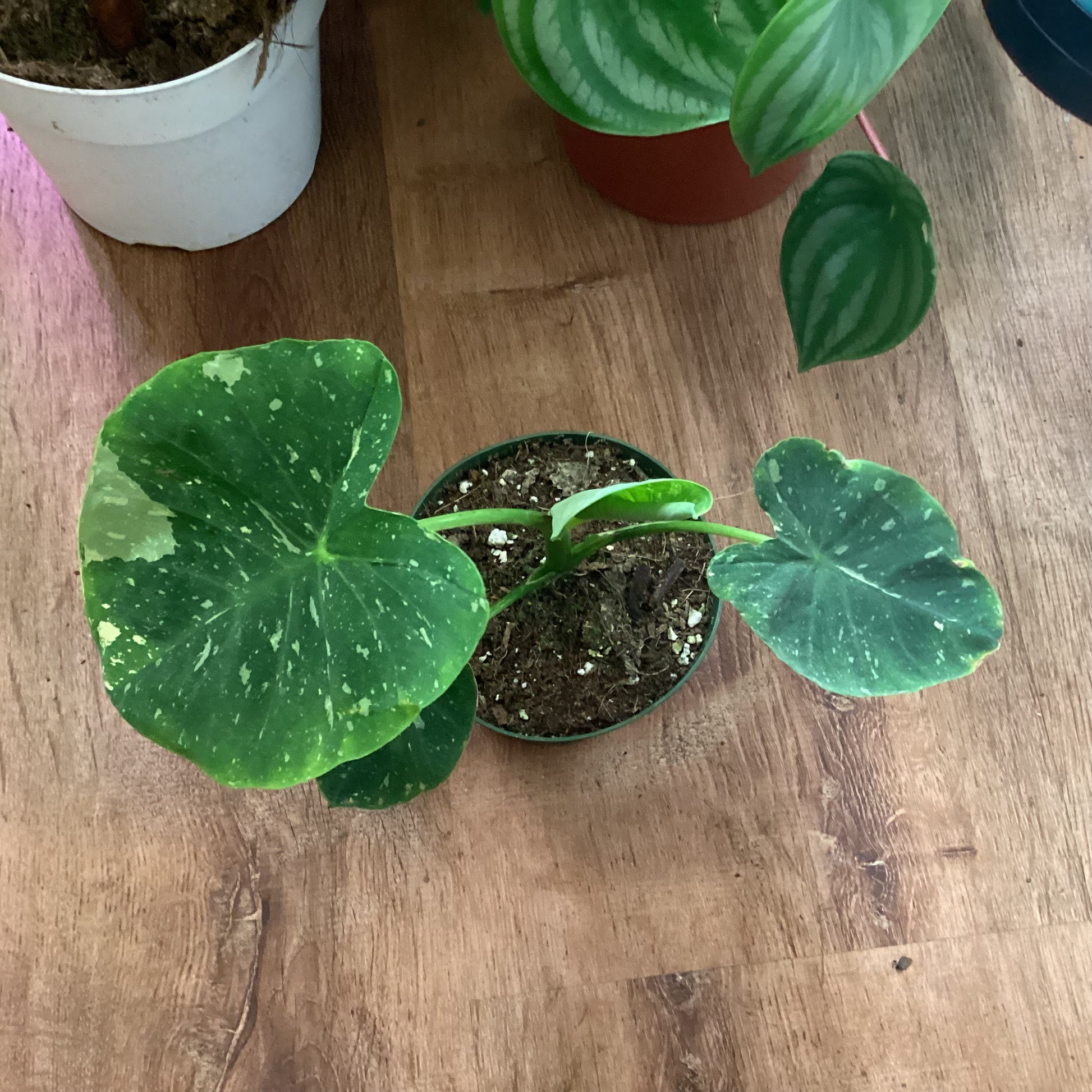 colocasia indoor plant Colocasia elepaio 'Milky Way' – The Plant Lady SF