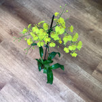 Load image into Gallery viewer, Oncidium Saint Dawn Gold ‘SD’
