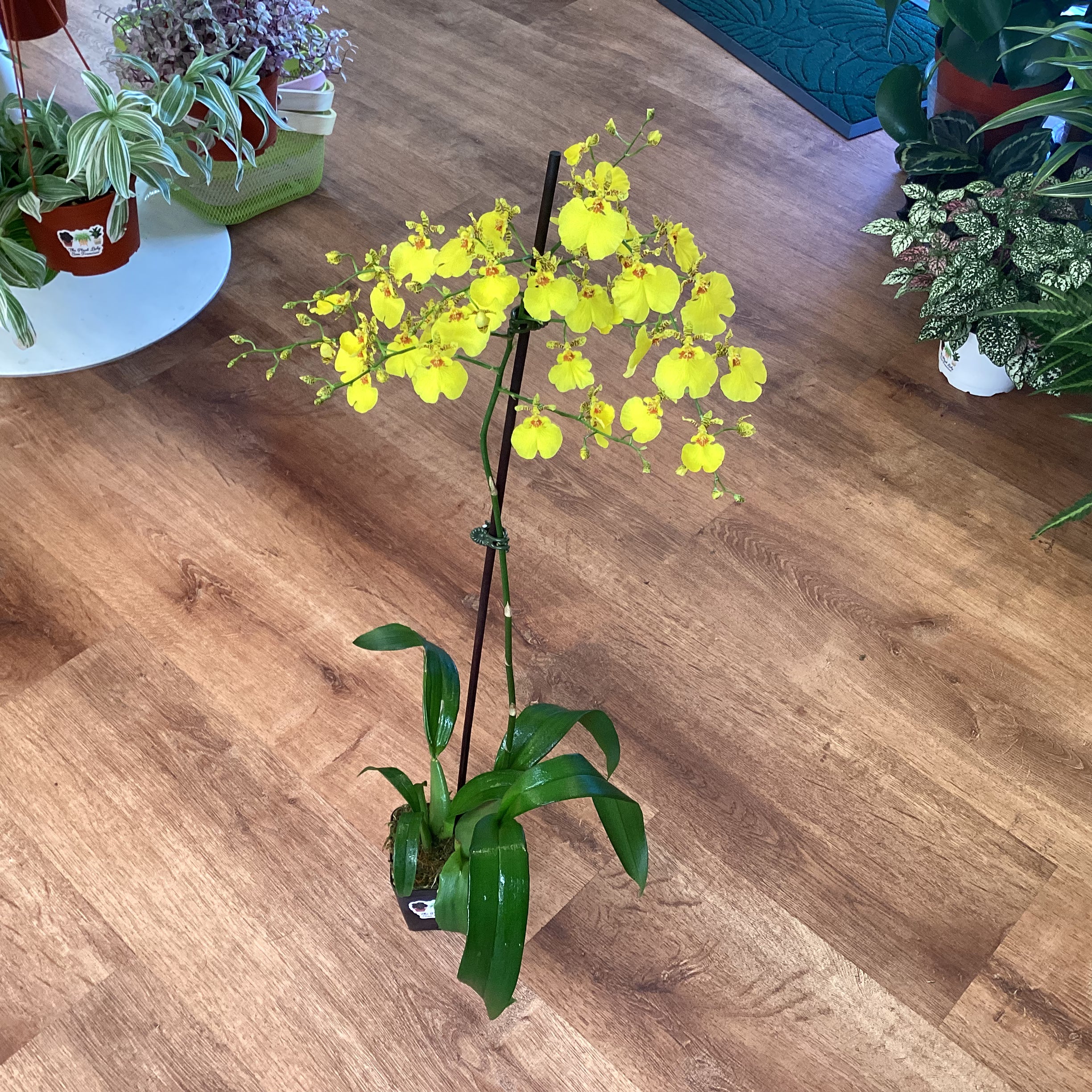 Oncidium Saint Dawn Gold ‘SD’