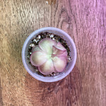 Load image into Gallery viewer, Pinguicula ‘Peaches’
