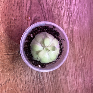 Pinguicula agnata ‘True Blue’ x hemiepiphytica