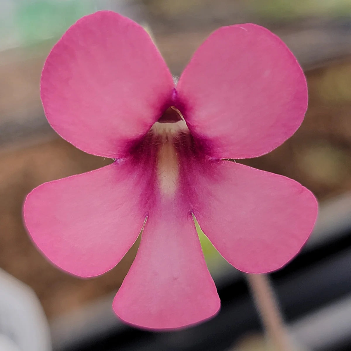 Pinguicula ‘Peaches’