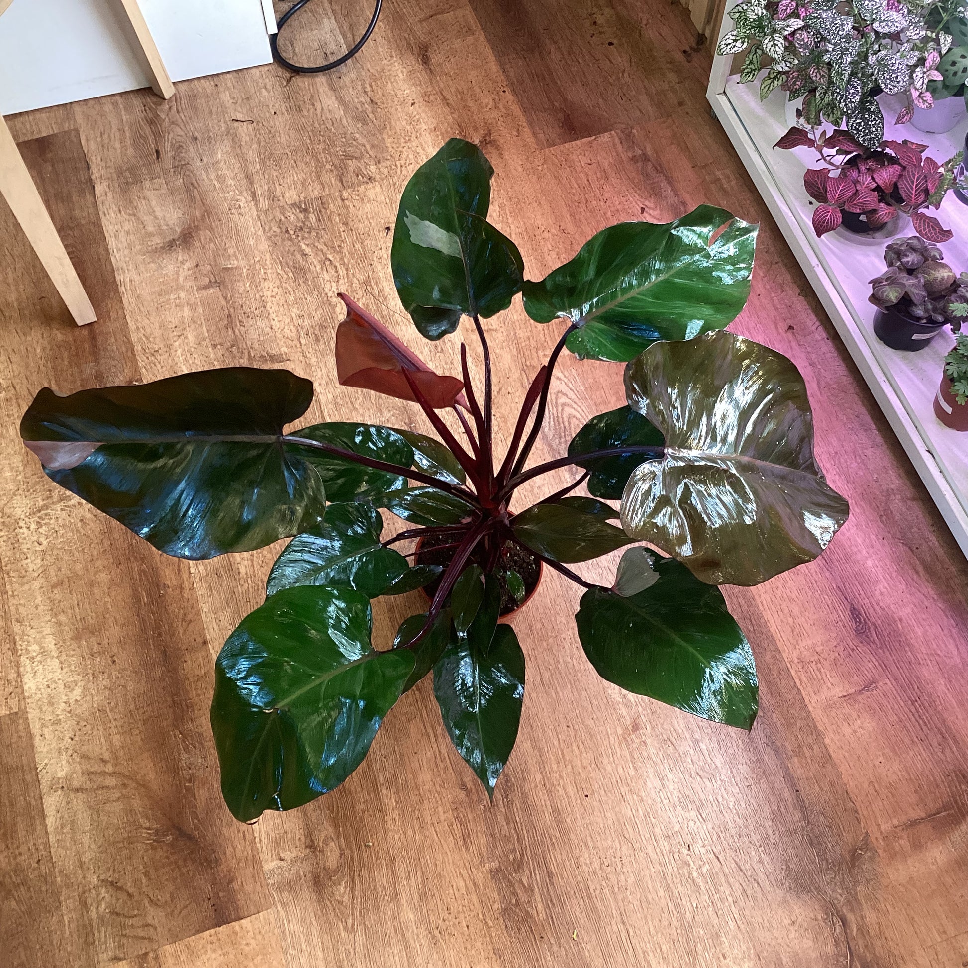 pink lady philodendron Philodendron 'Pink Princess' – The Plant Lady SF