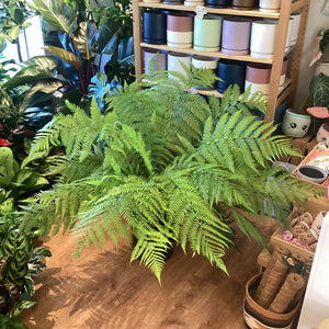 Dicksonia antartica- Tasmanian Tree Fern