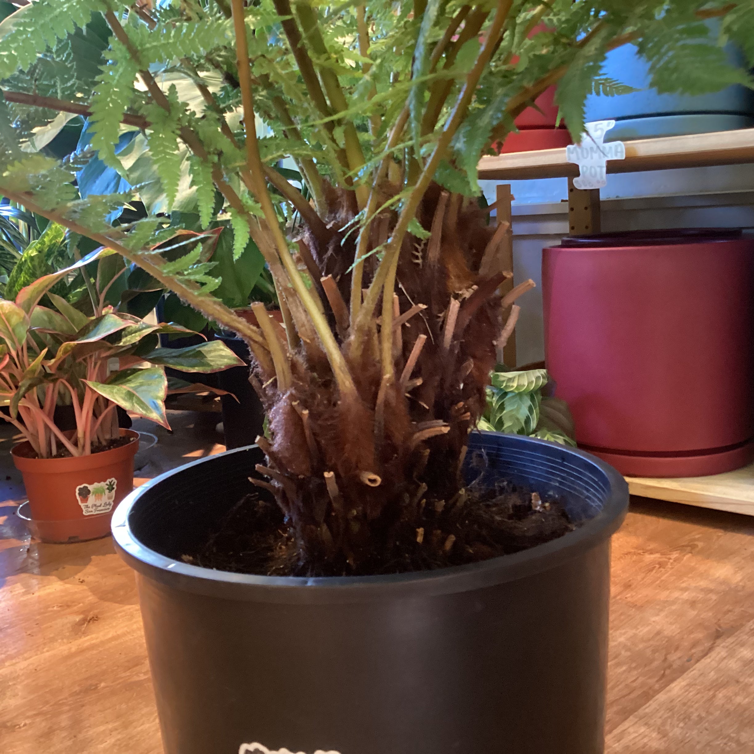 Dicksonia antartica- Tasmanian Tree Fern