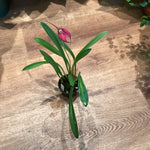 Load image into Gallery viewer, Masdevallia (Chinese New Year ‘Red Giant’ x Gypsy ‘Samantha’)
