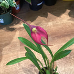 Load image into Gallery viewer, Masdevallia (Chinese New Year ‘Red Giant’ x Gypsy ‘Samantha’)
