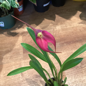 Masdevallia (Chinese New Year ‘Red Giant’ x Gypsy ‘Samantha’)