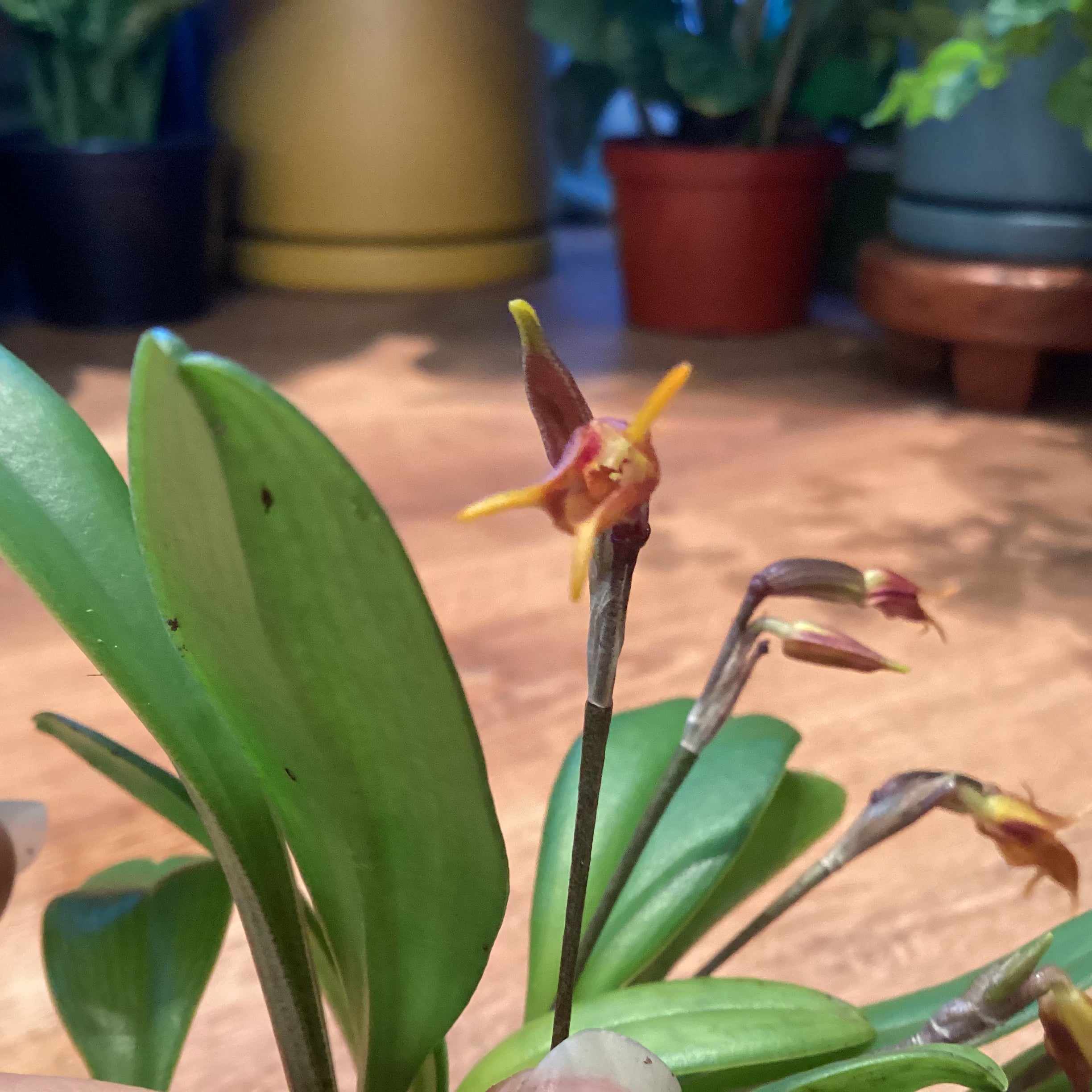 Masdevallia foeda