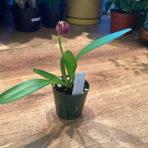 Masdevallia revoluta hybrid