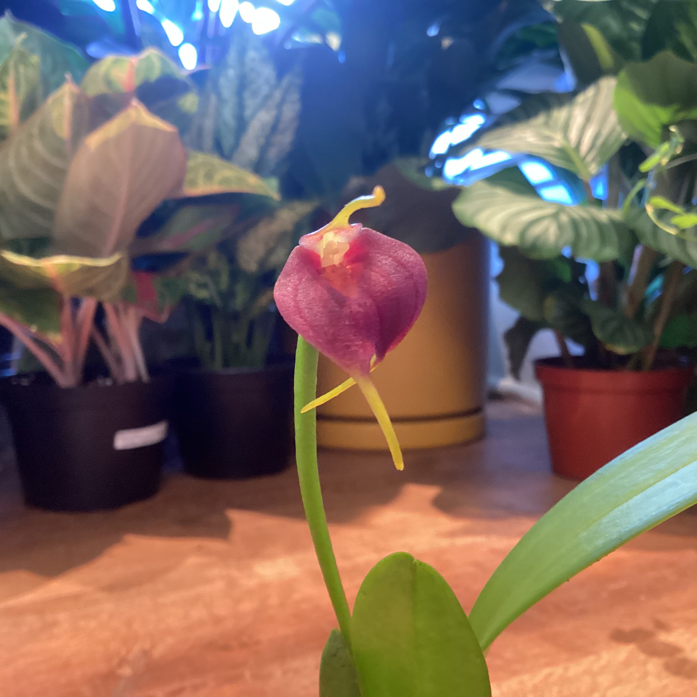 Masdevallia revoluta hybrid