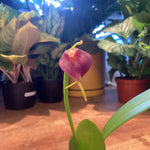 Load image into Gallery viewer, Masdevallia revoluta hybrid
