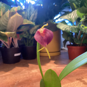 Masdevallia revoluta hybrid