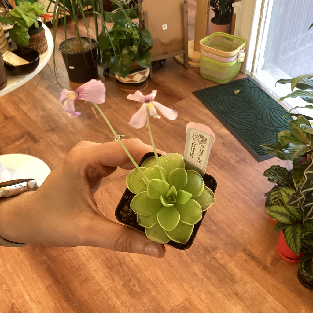 Pinguicula “Bramble Fairy Star”