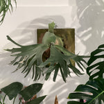 Load image into Gallery viewer, Platycerium willinckii var. Celso
