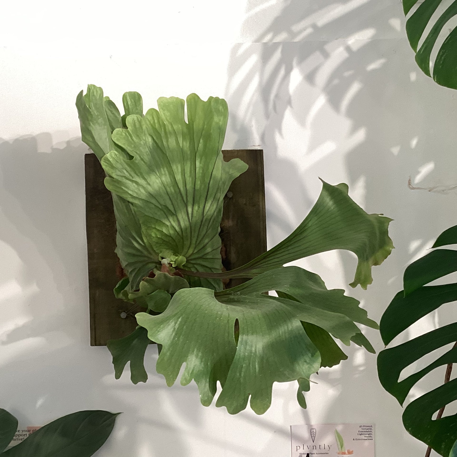 IMG-0138.heic?v=1737832863&