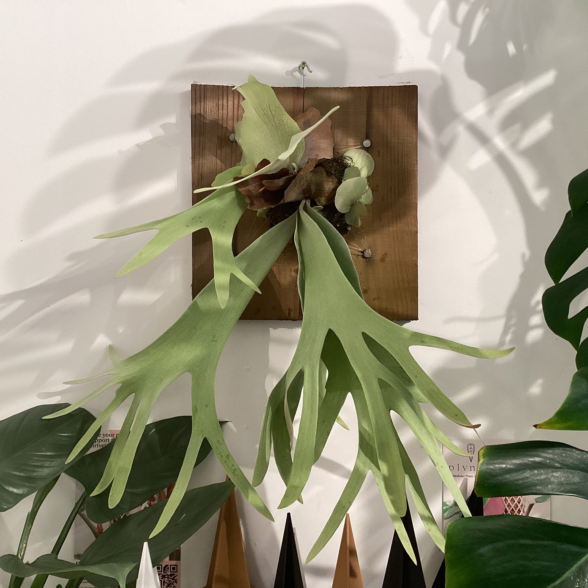 Platycerium willinckii – The Plant Lady SF