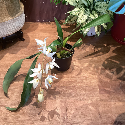 Coelogyne Janine Banks ‘Snow White’