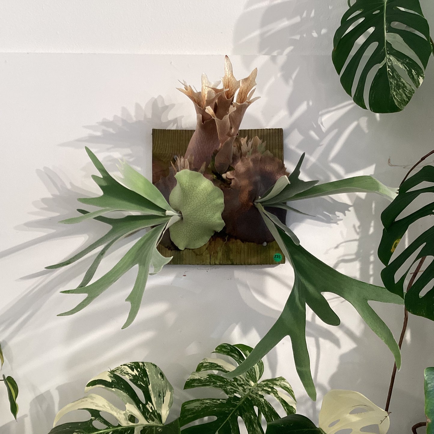 Platycerium willinckii var. Celso