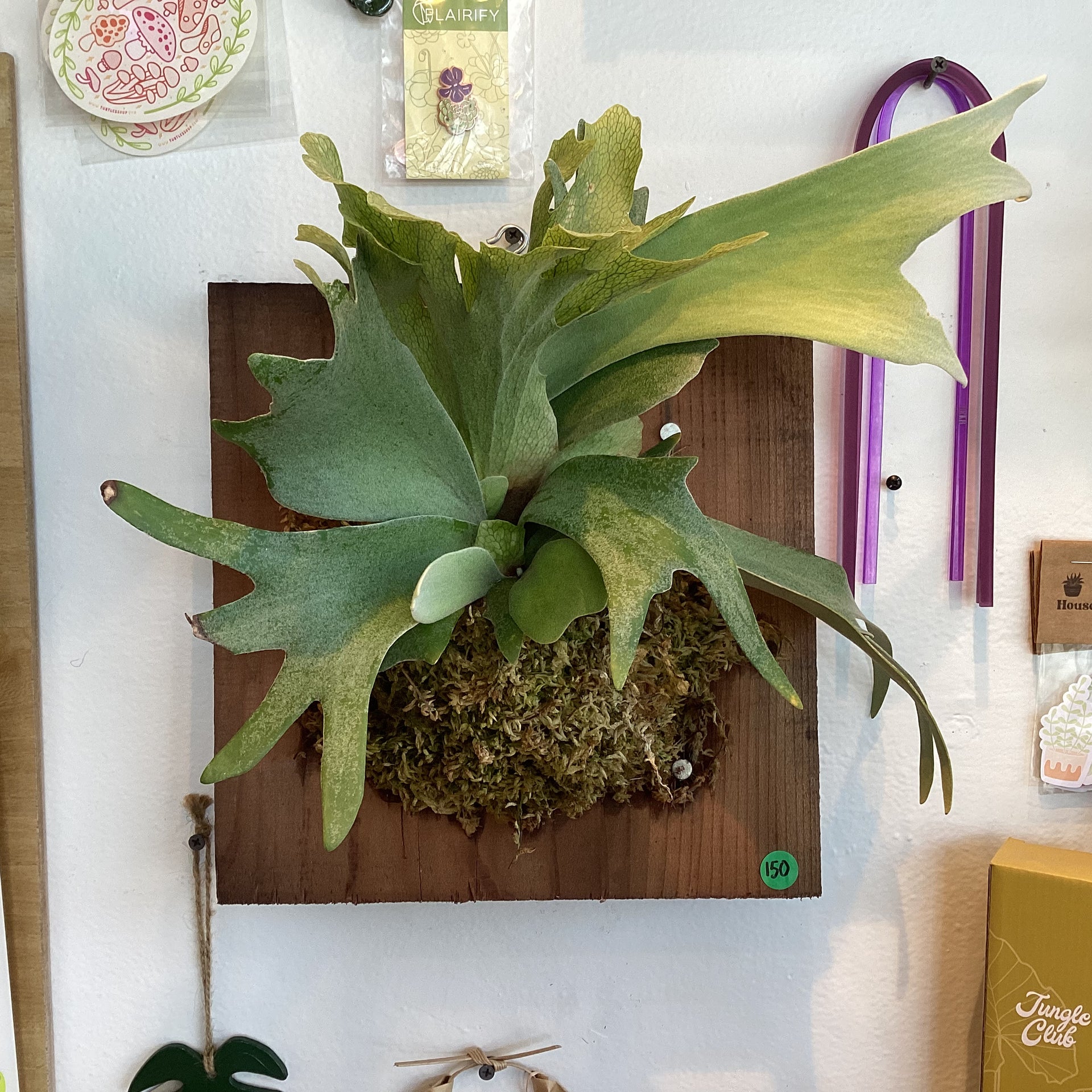 【goul4711】 Willinckii Platycerium willinckii 
