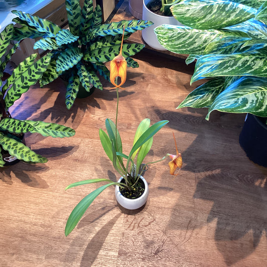 Masdevallia ‘Maria Victoria arango’