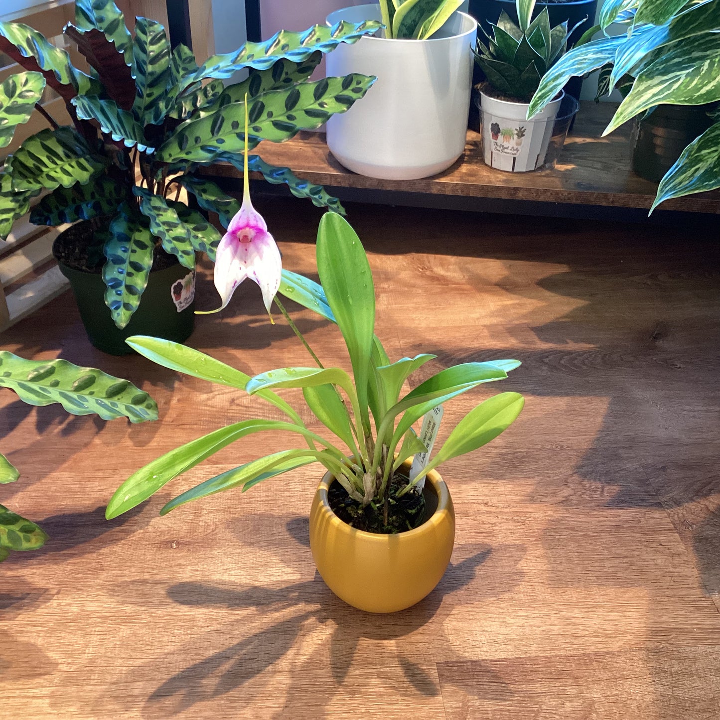 Masdevallia ‘Perfection’ (PSL ‘Samantha’ x MGH ‘Lemon Sorbet’)