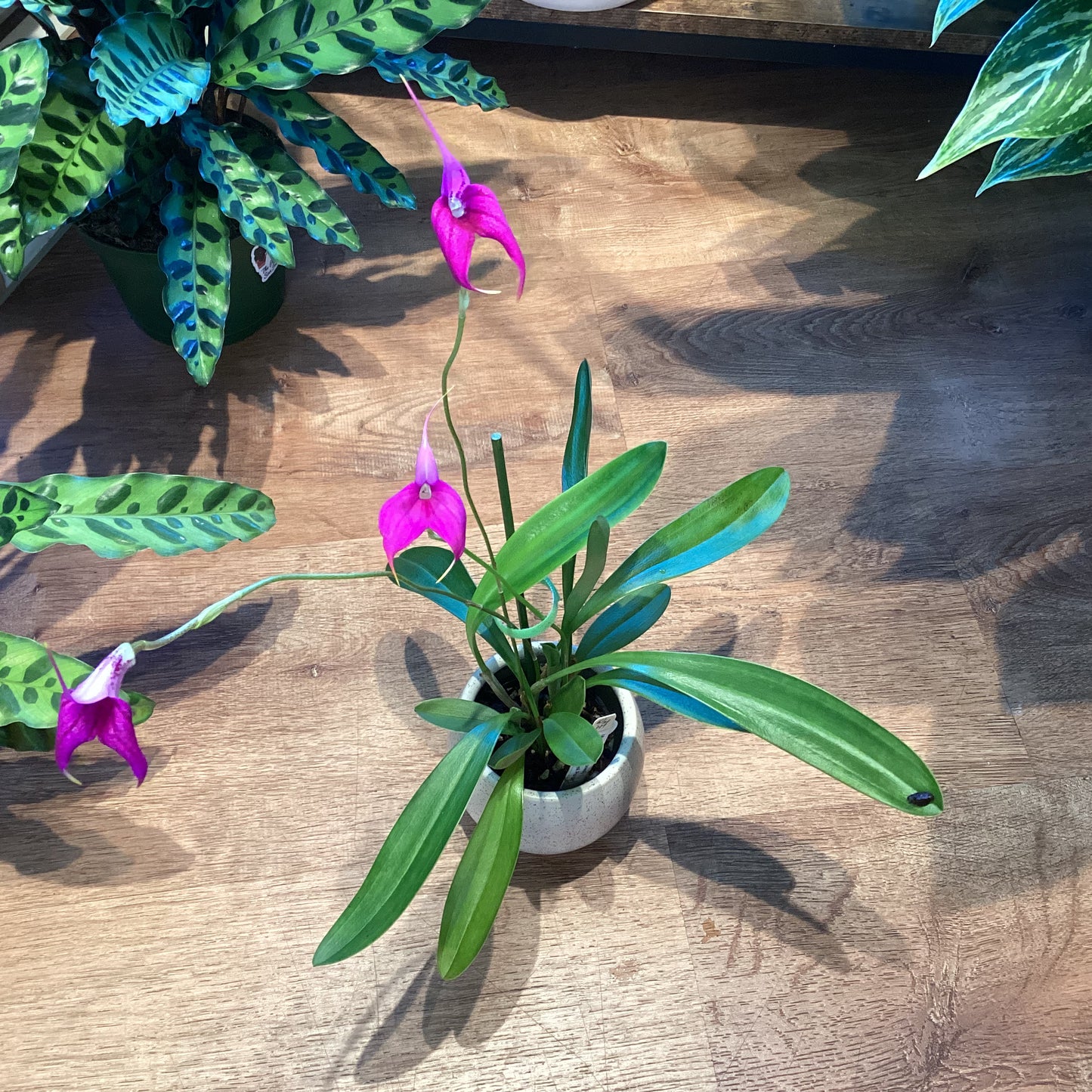 Masdevallia [(Myra x coccinea) x Red Flamingo ‘Royal Purple’]