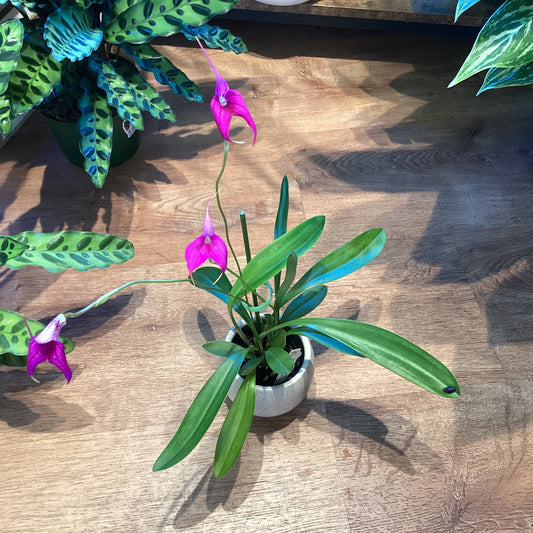 Masdevallia [(Myra x coccinea) x Red Flamingo ‘Royal Purple’]