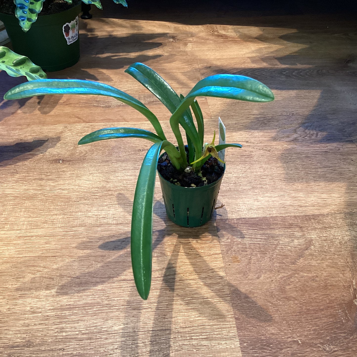 Masdevallia rigens (species)