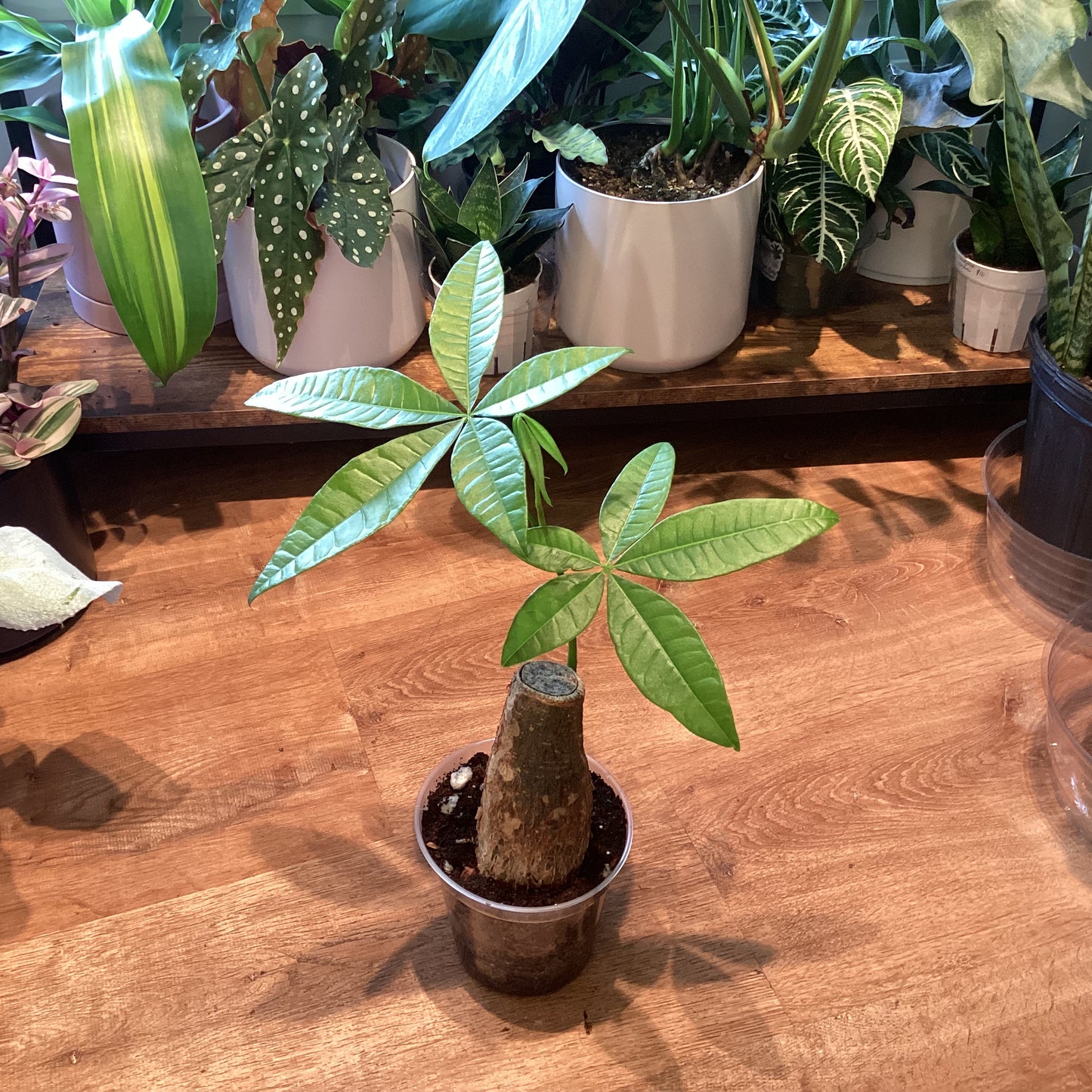 Money tree stump 4”