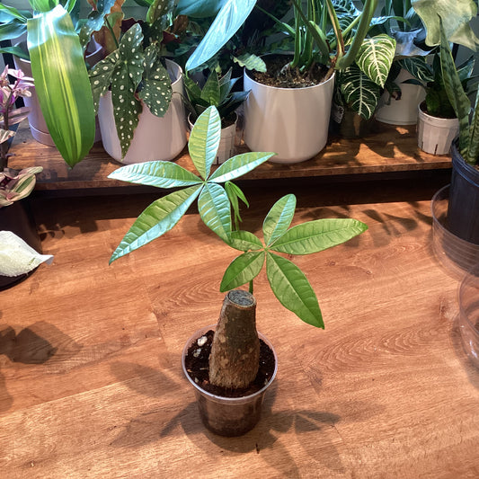 Money tree stump 4”