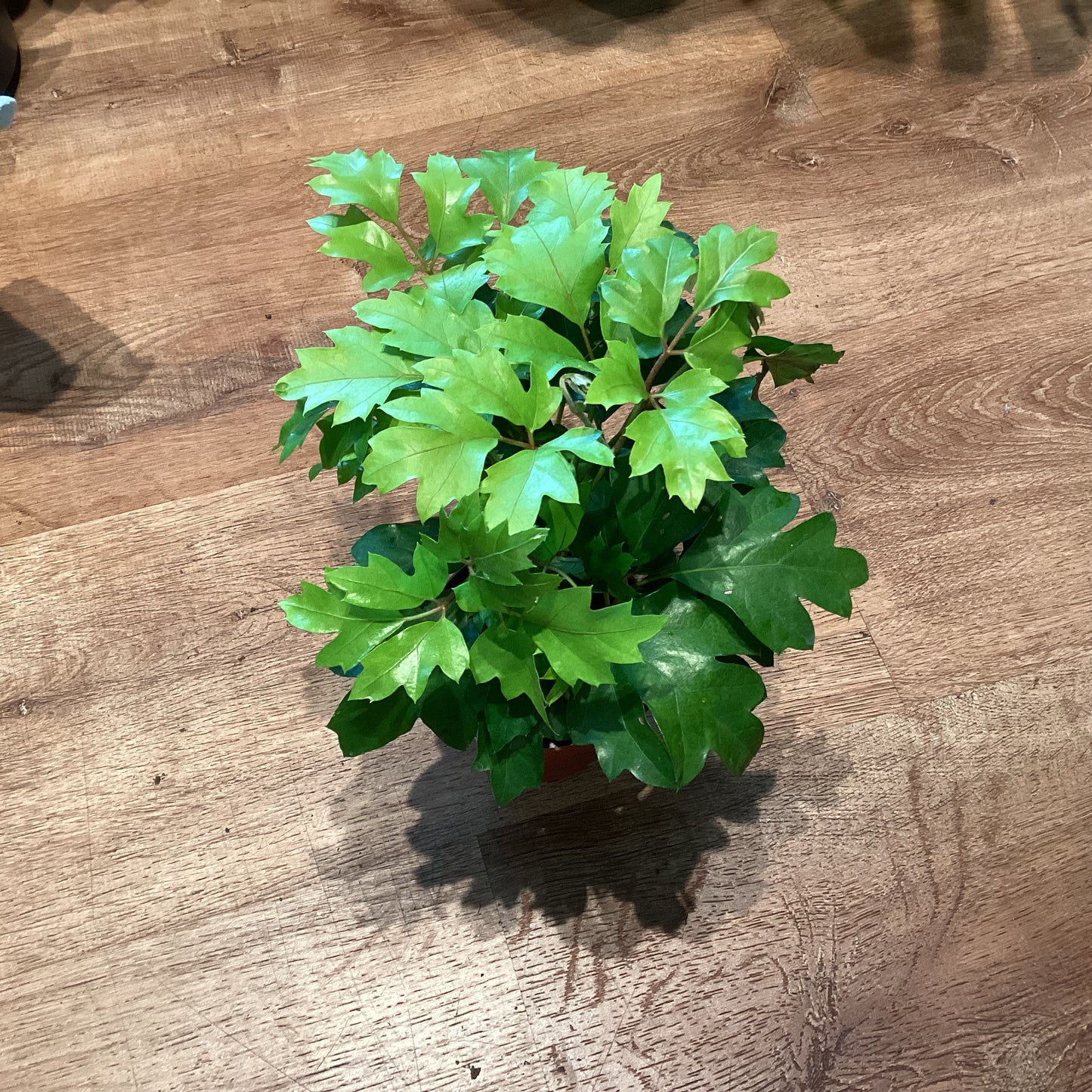 Cissus alata (Grape Ivy)