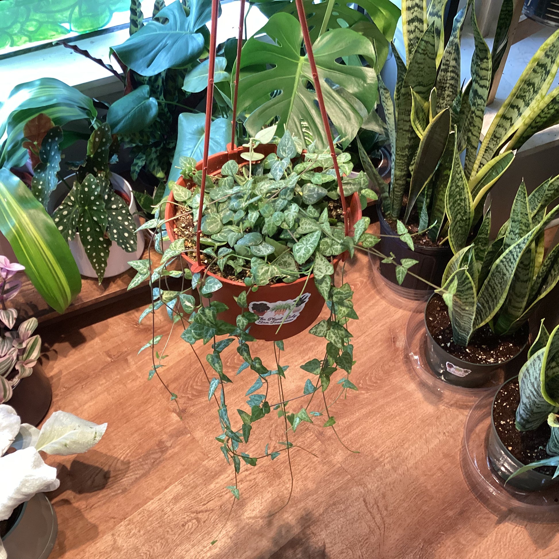 indoor plants that open and close Ceropegia ‘String of Spades’