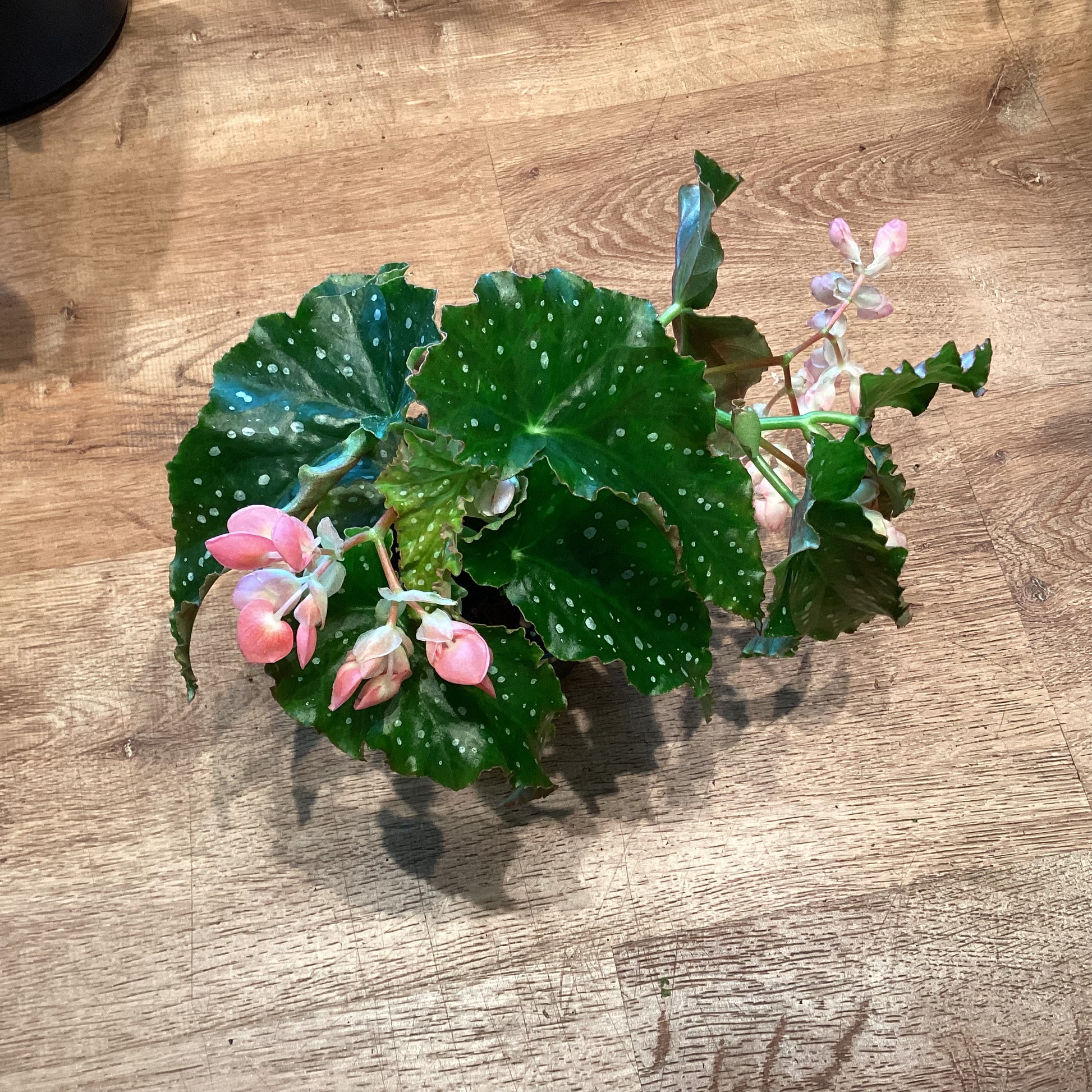 Begonia Josephine