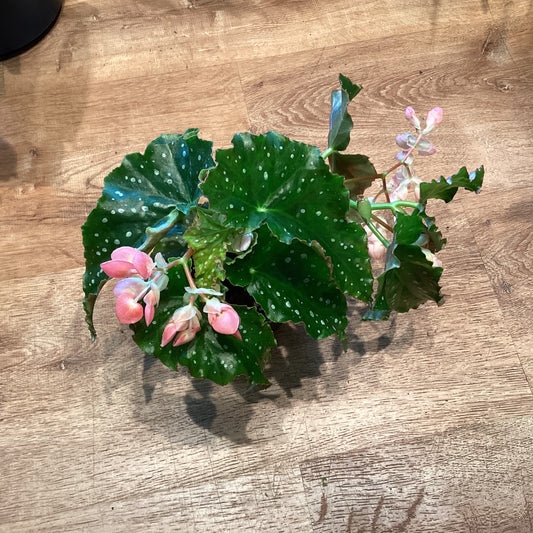 Begonia Josephine