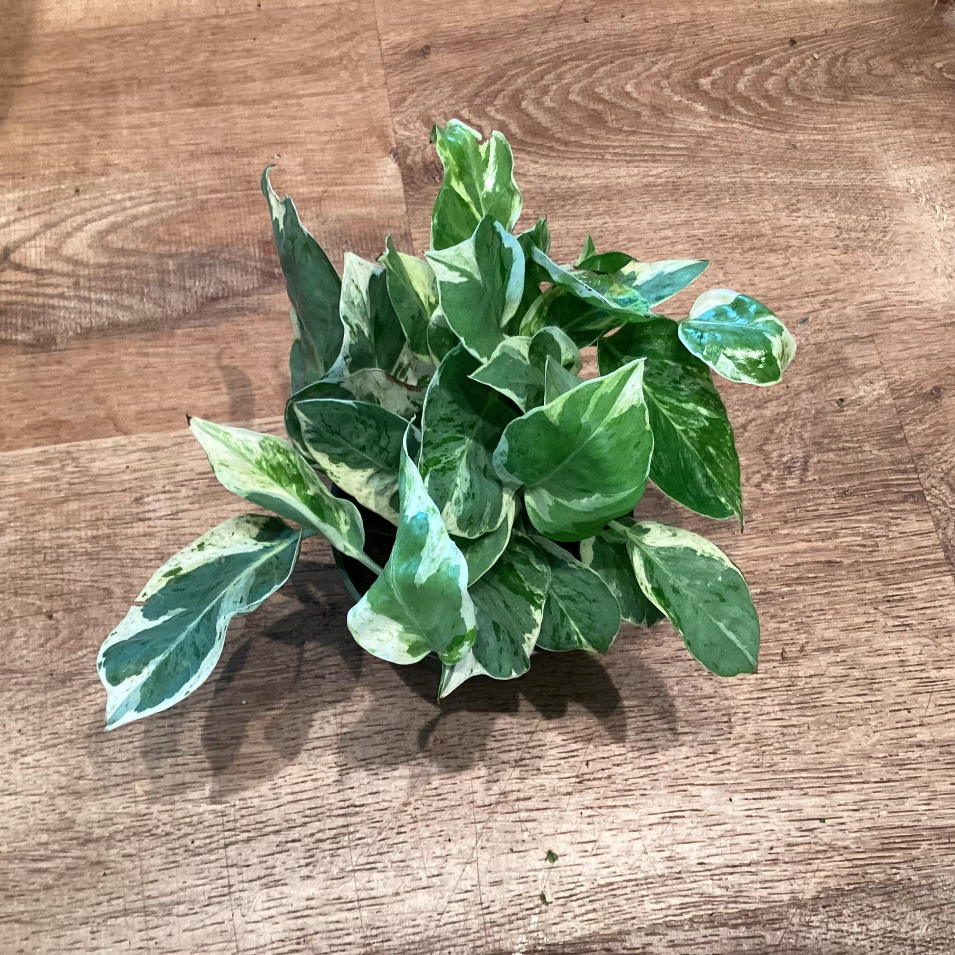 Pothos ‘Pearls n’ Jade’