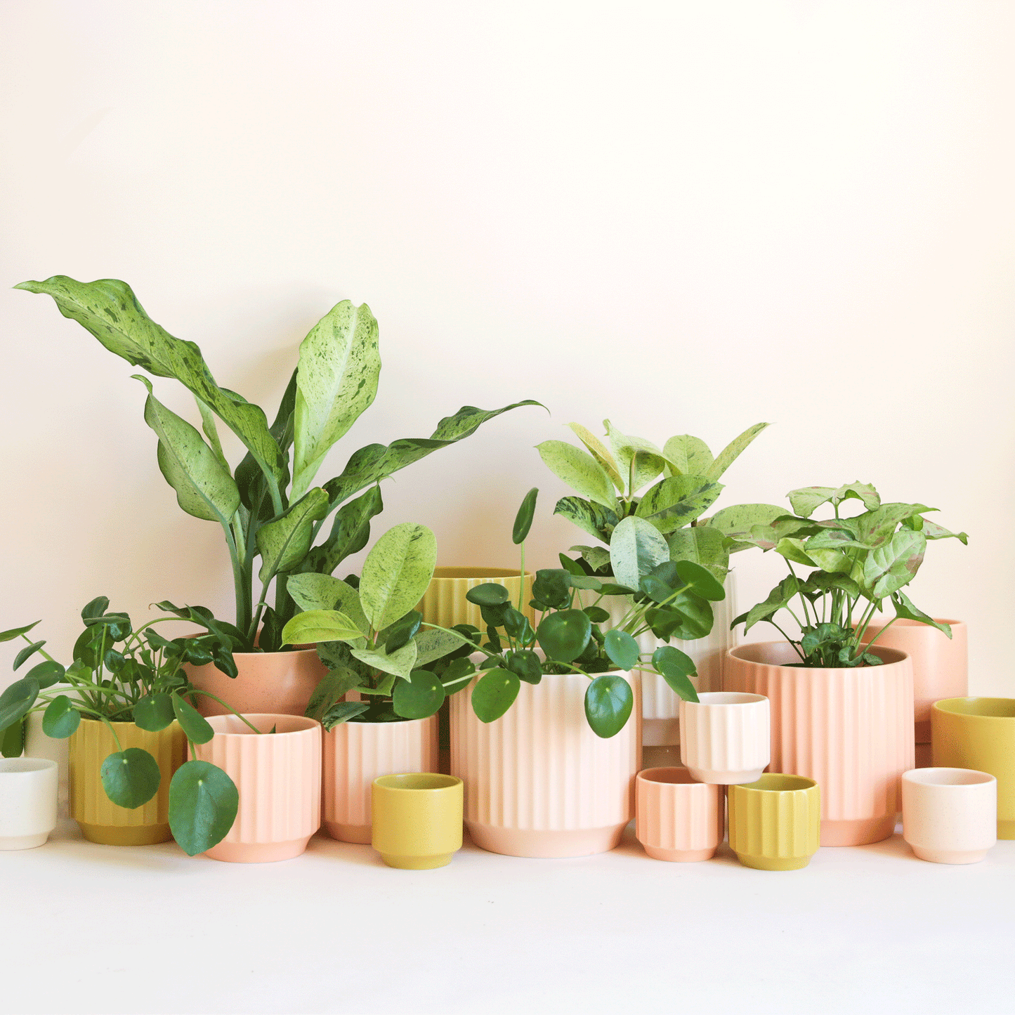 Monroe Planter |  Yellow Palm