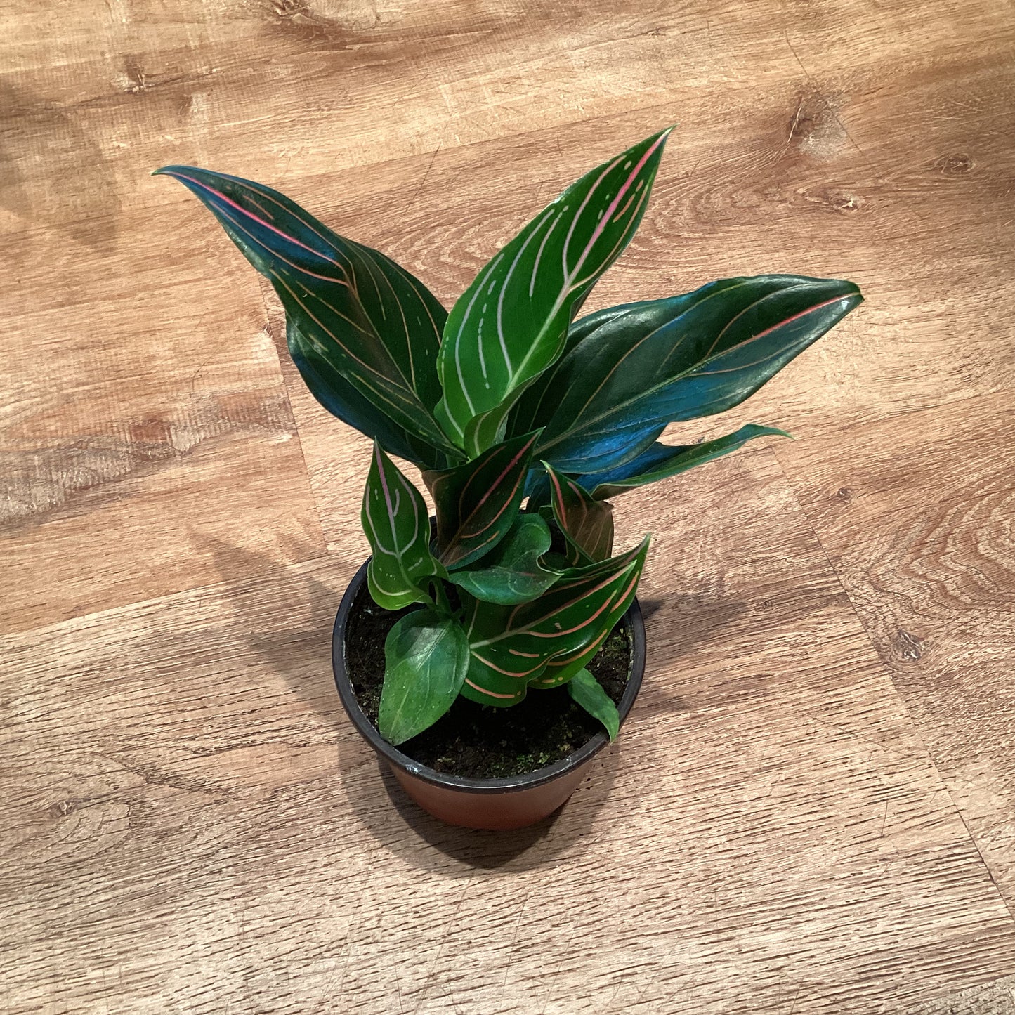 Aglaonema retundum