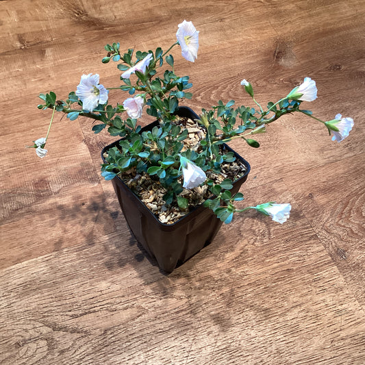 Sarcocaulon vanderietiae