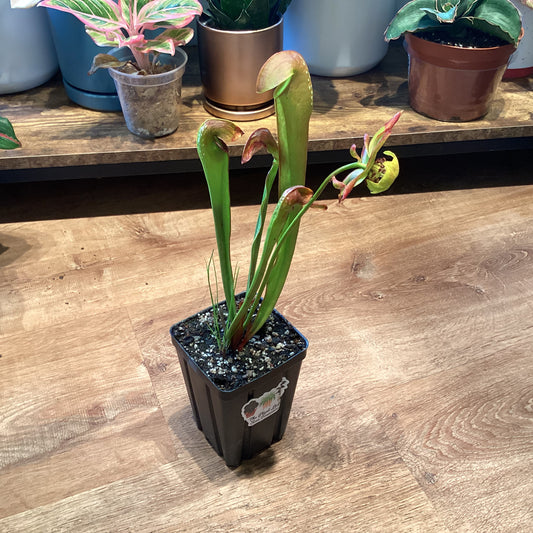 Sarracenia minor var. okefenokeensis