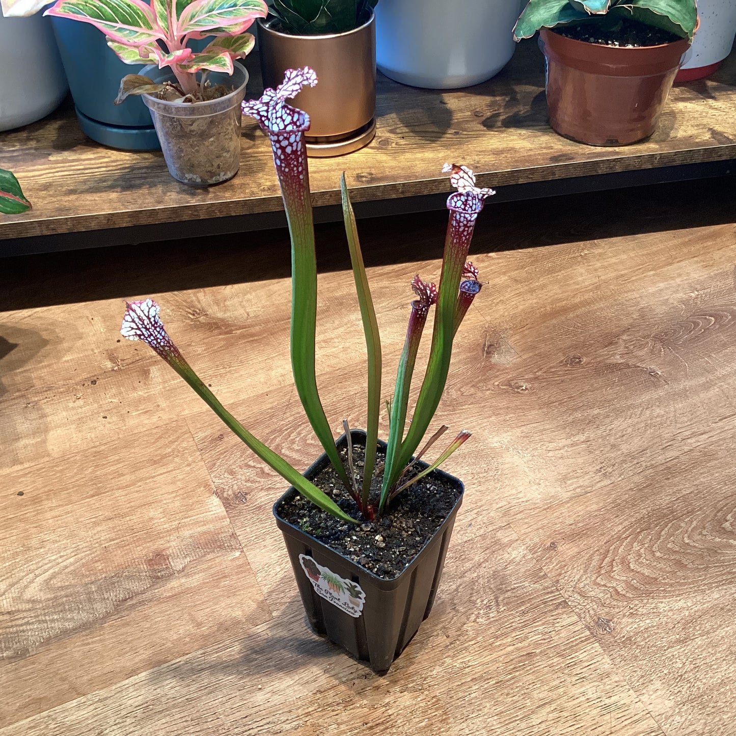 Sarracenia leucophylla ‘UC Davis Old Clone’