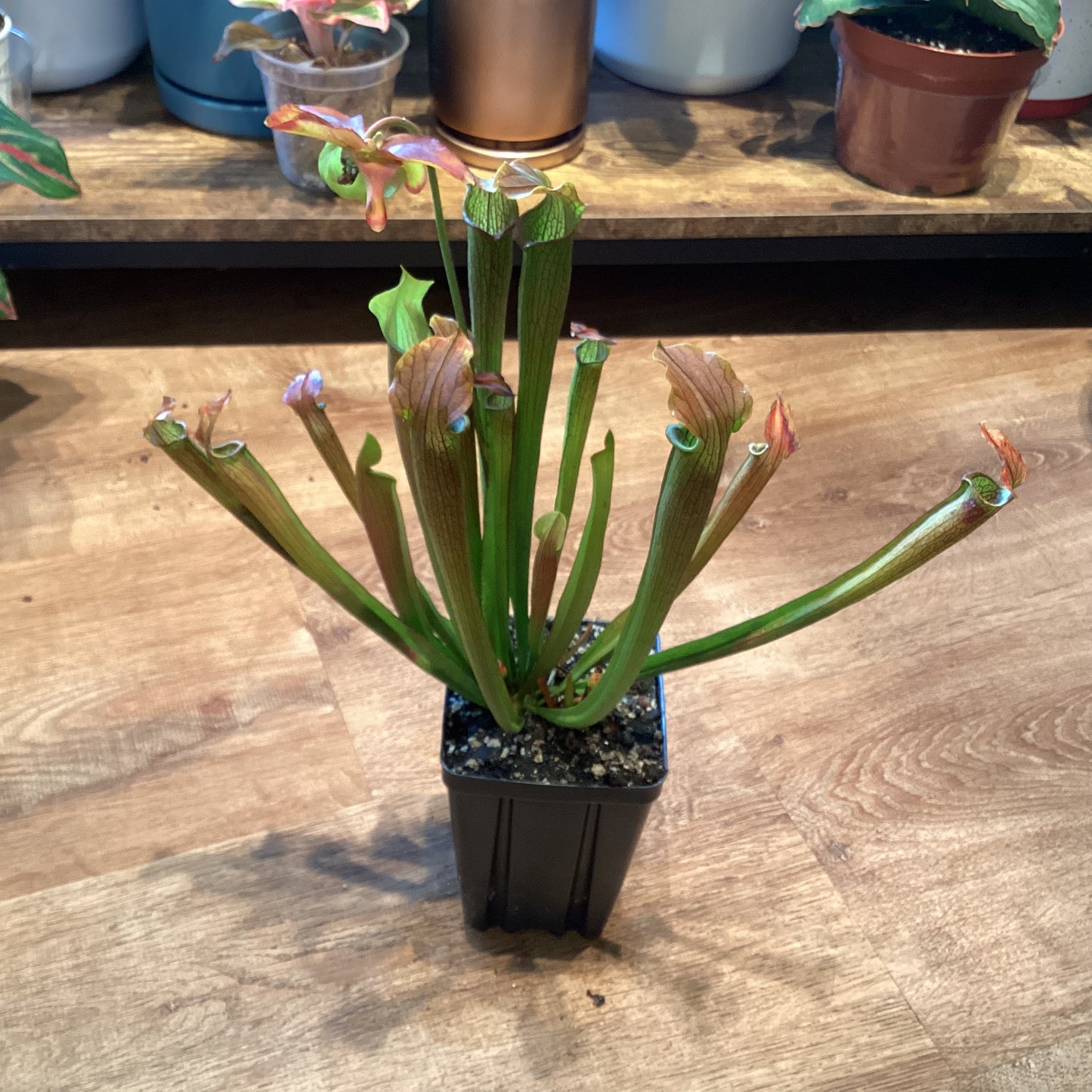 Sarracenia rubra ssp. viatorum