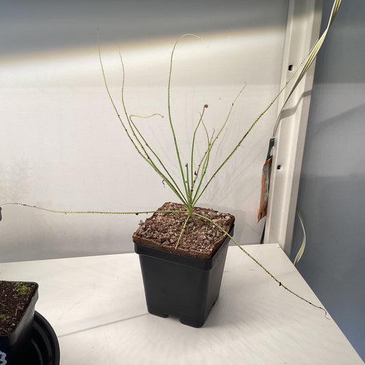 Drosophyllum lusitanicum