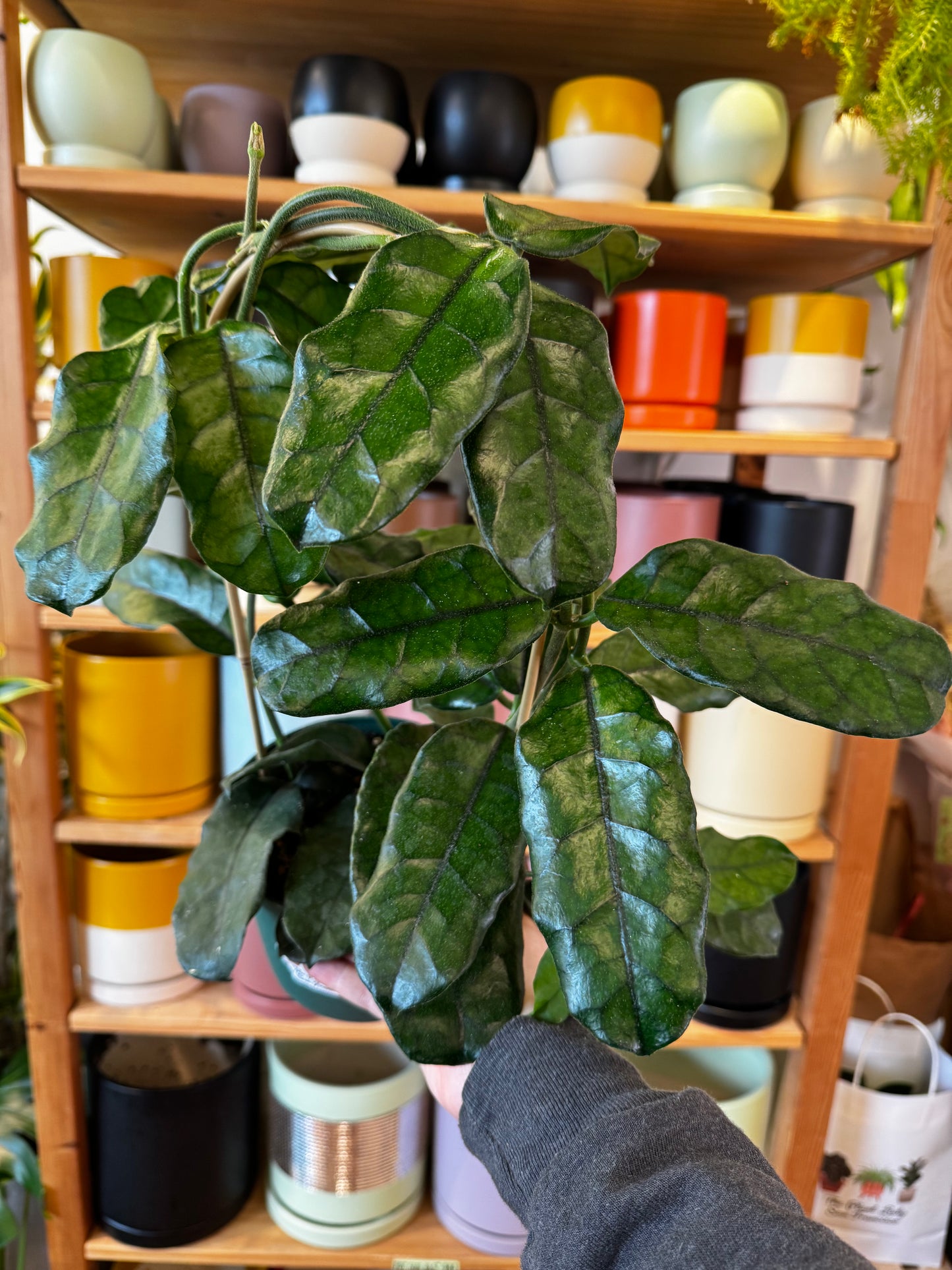 Hoya globulosa