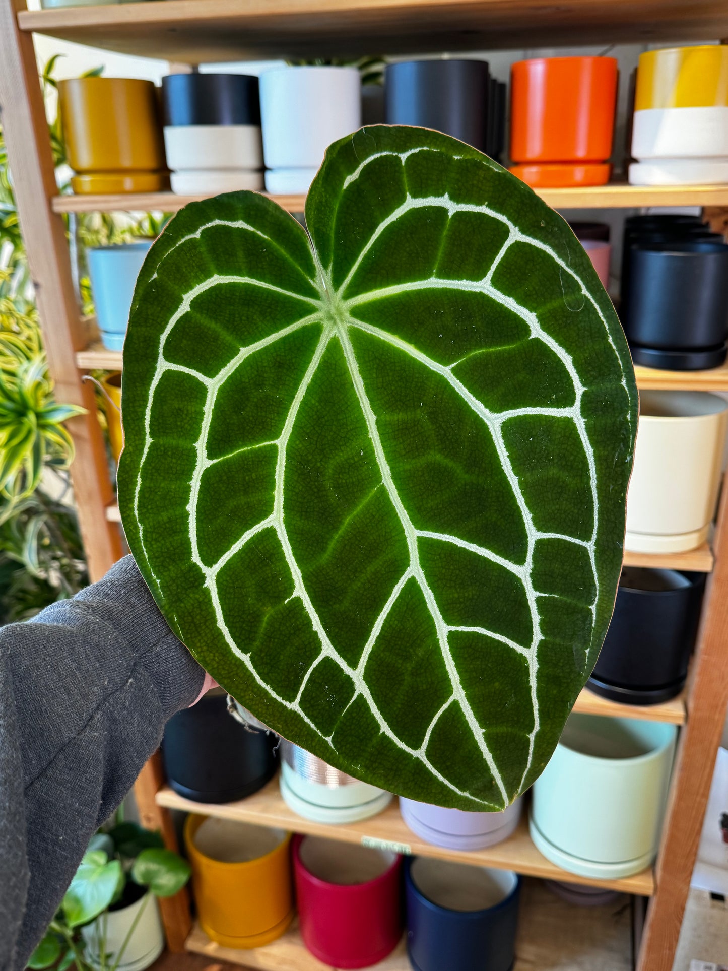 Anthurium crystallinum
