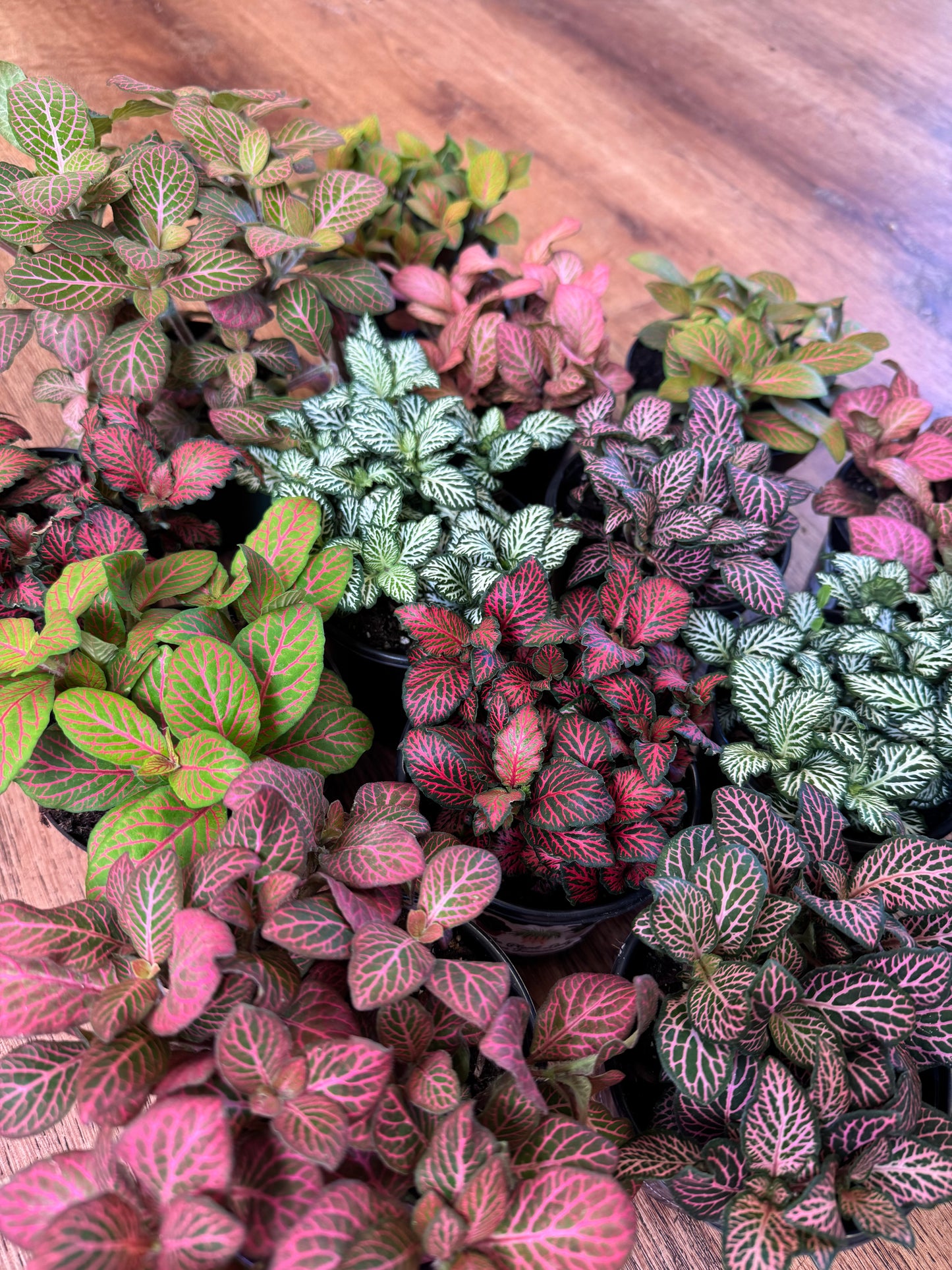 Fittonia assorted 4”
