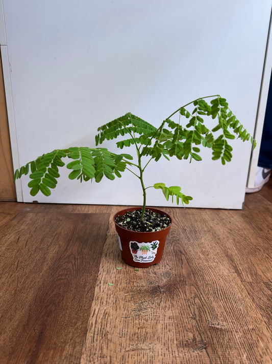 Delonix regia (Flame Tree)