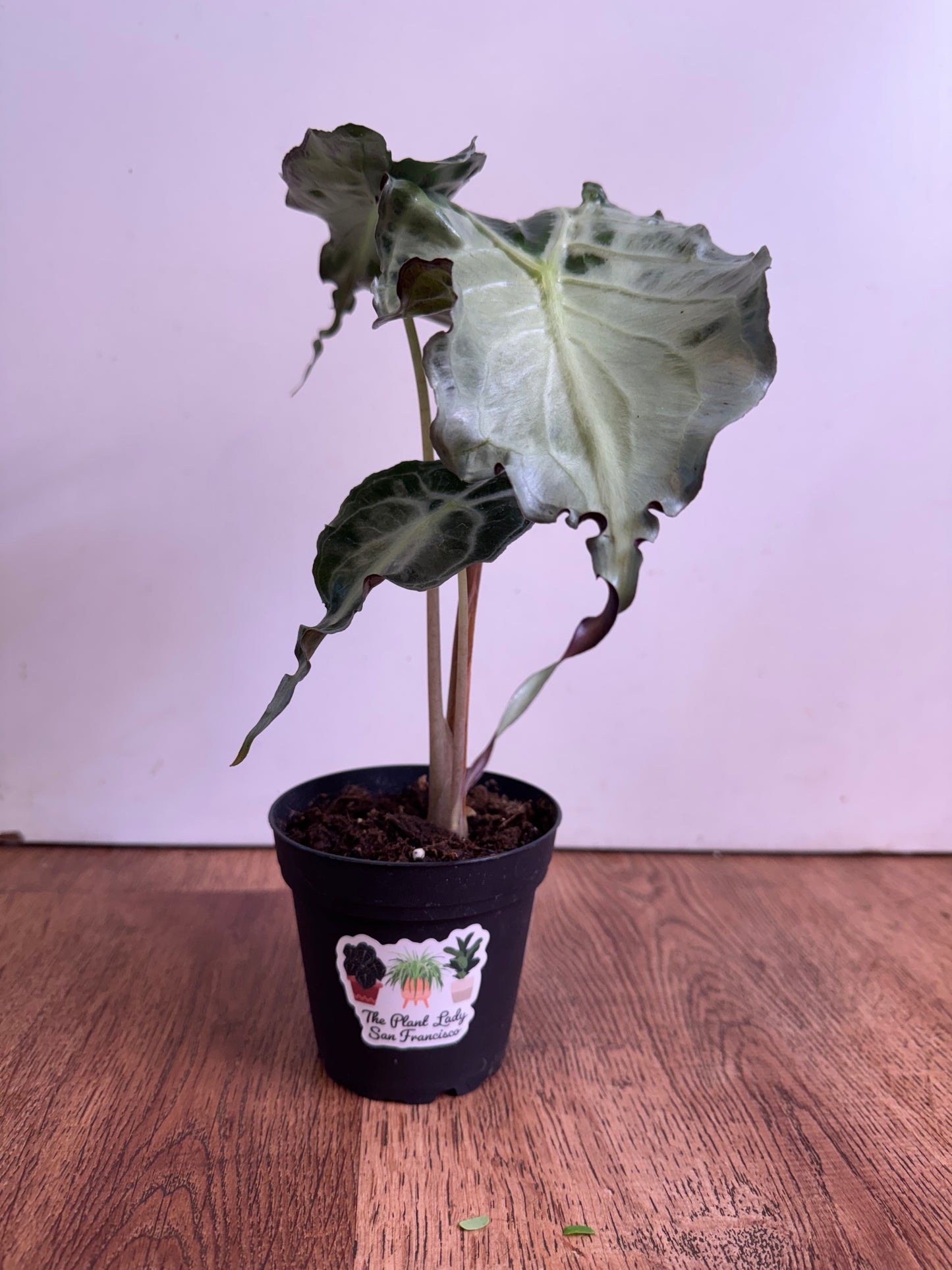 Alocasia 'Venom'