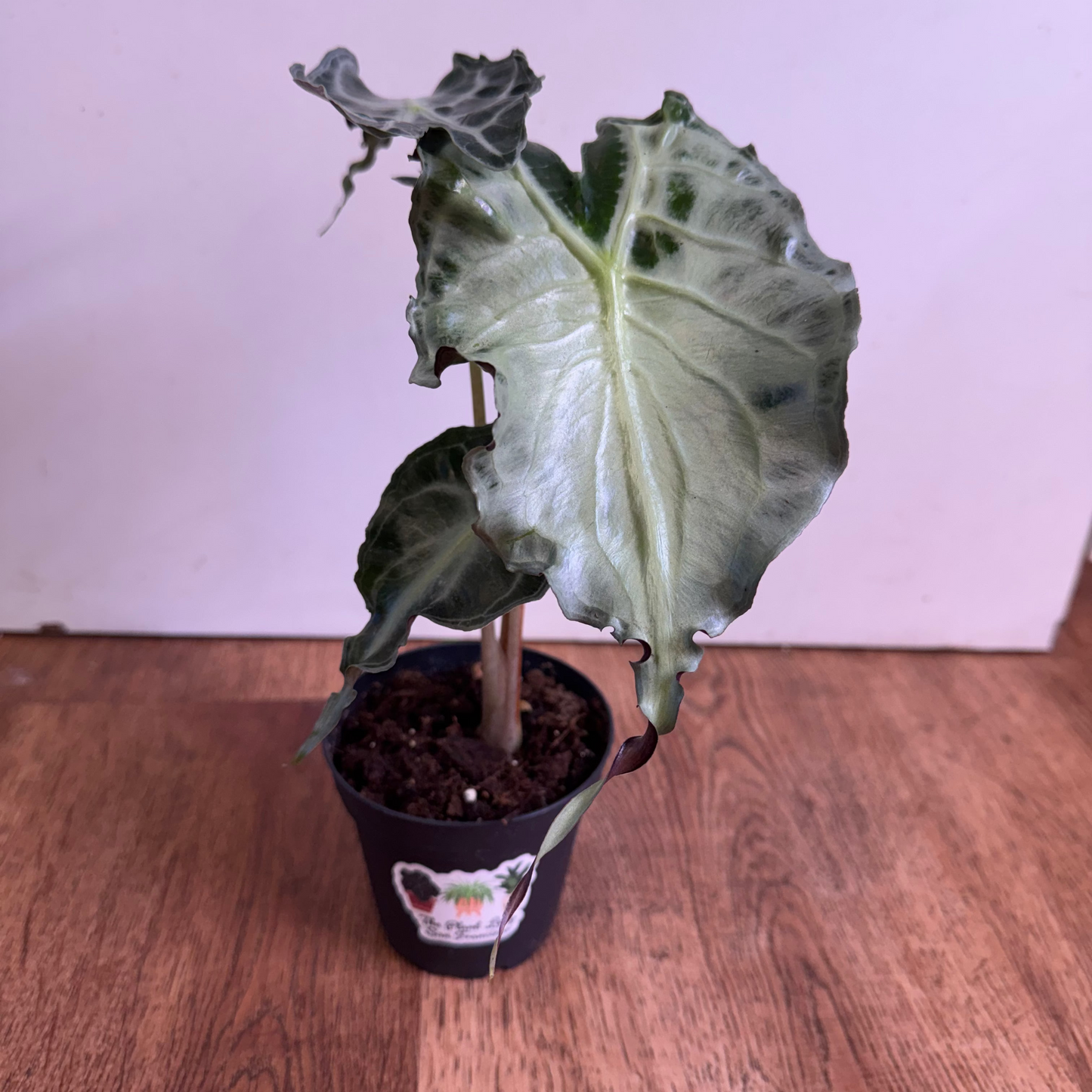 Alocasia 'Venom'